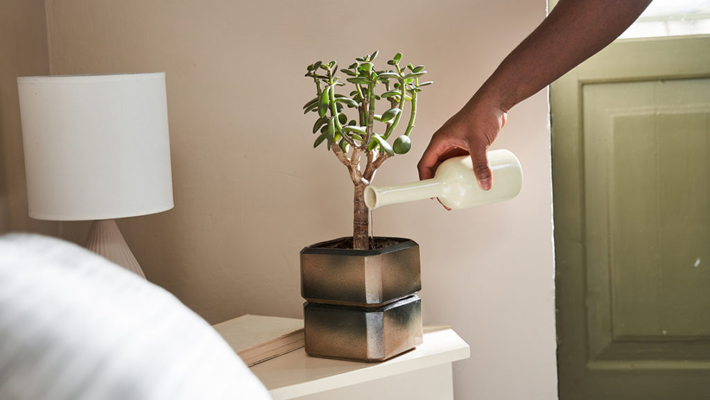 a person waters a jade plant on their nightstand