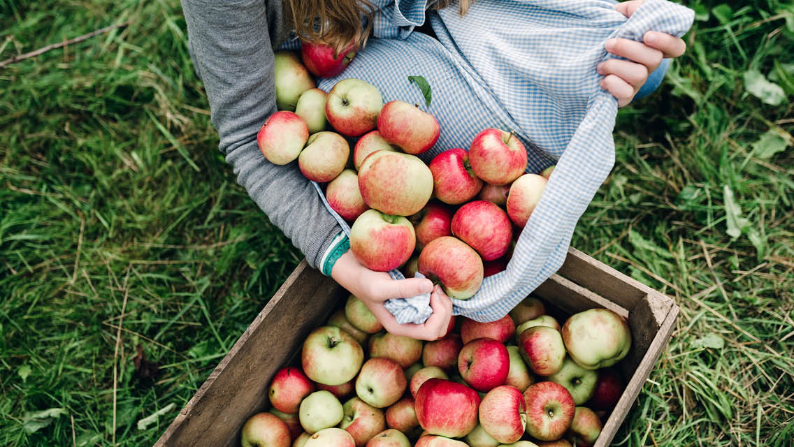 a person empties a bag of freshly picked apples into a crate