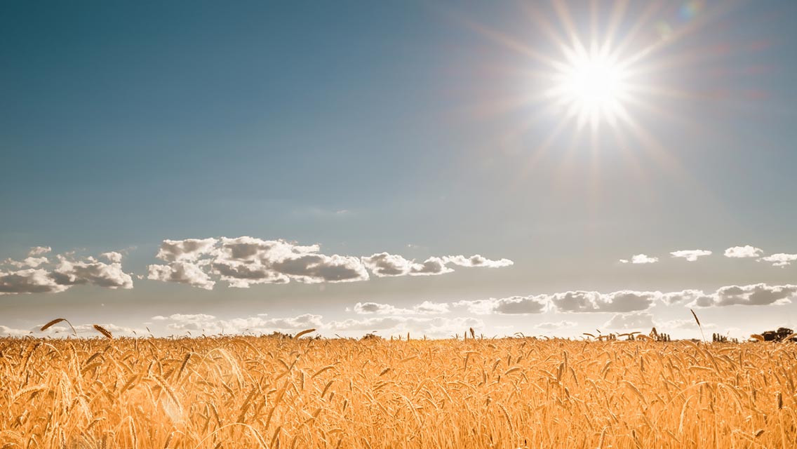 a bright sun over a wheat field