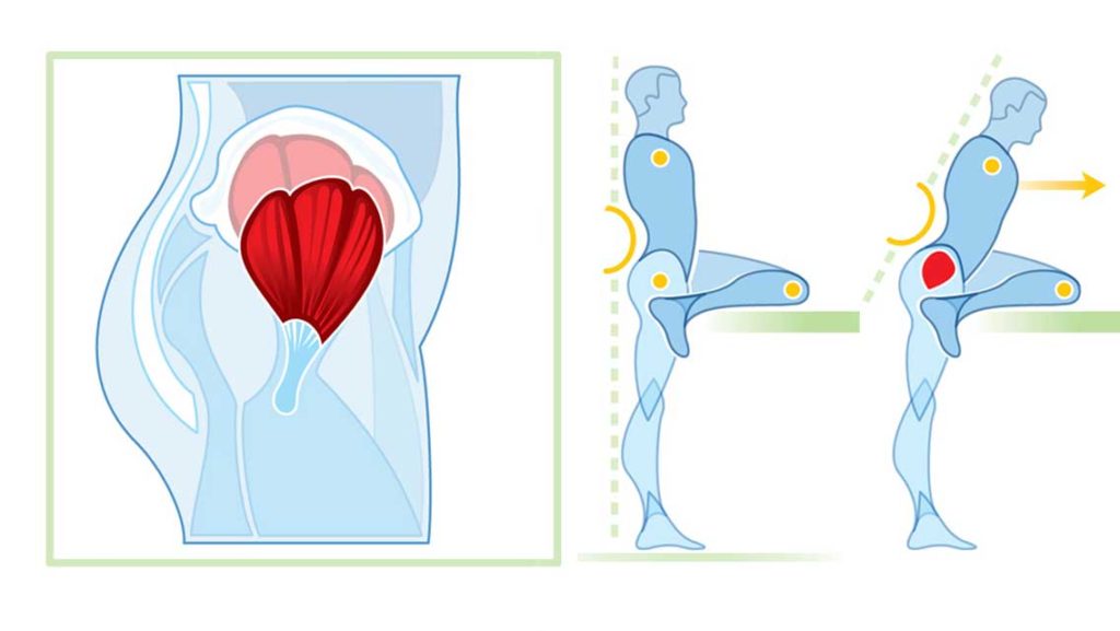 illustration glute medius and minimus and how to stretch