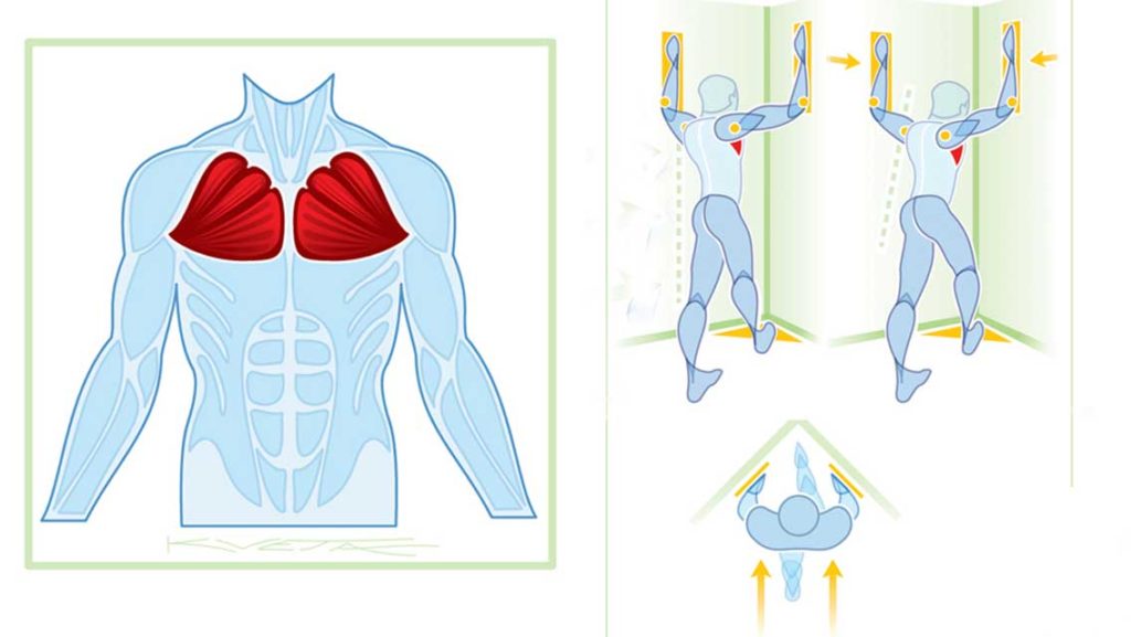 illustration pecs and how to stretch