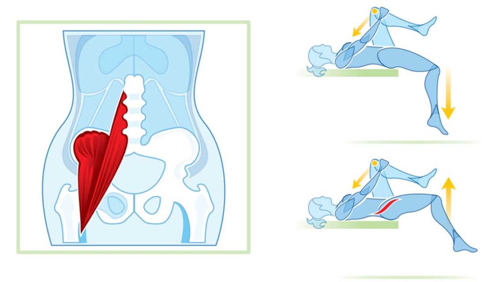 illustration psoas and how to stretch