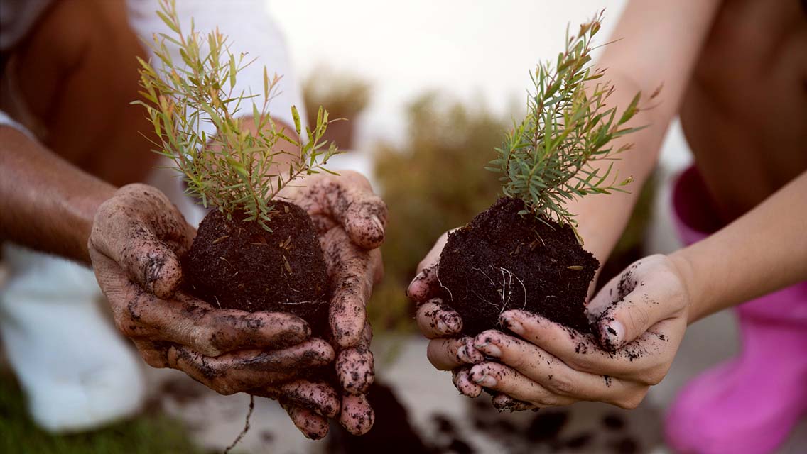 hands holding freshly dug plants