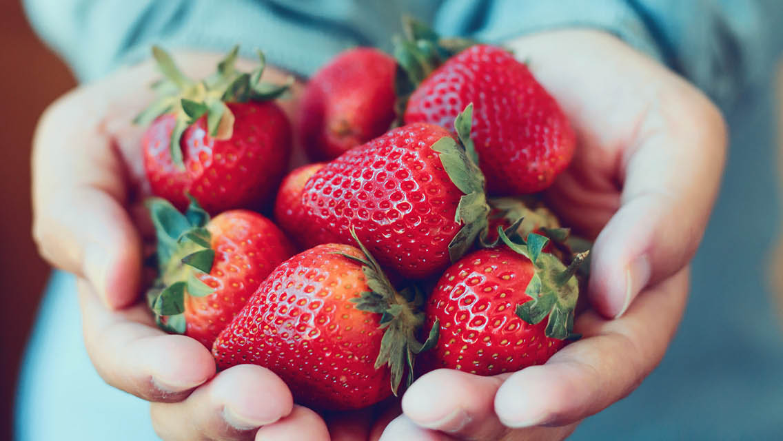 hands hold fresh strawberries