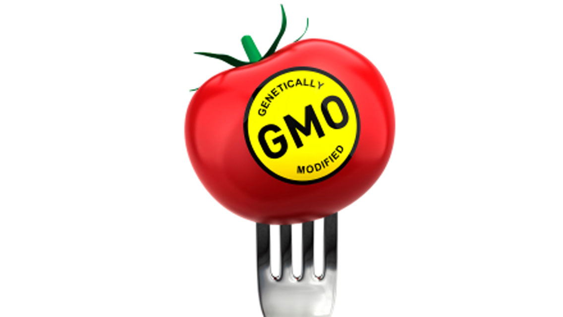 a tomato with a GMO sticker stuck to a fork