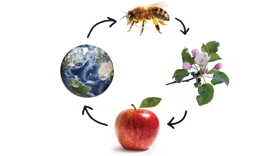 a bee, flower, apple and world