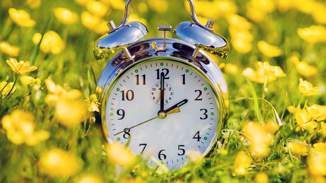 Alarm clock in field of flowers