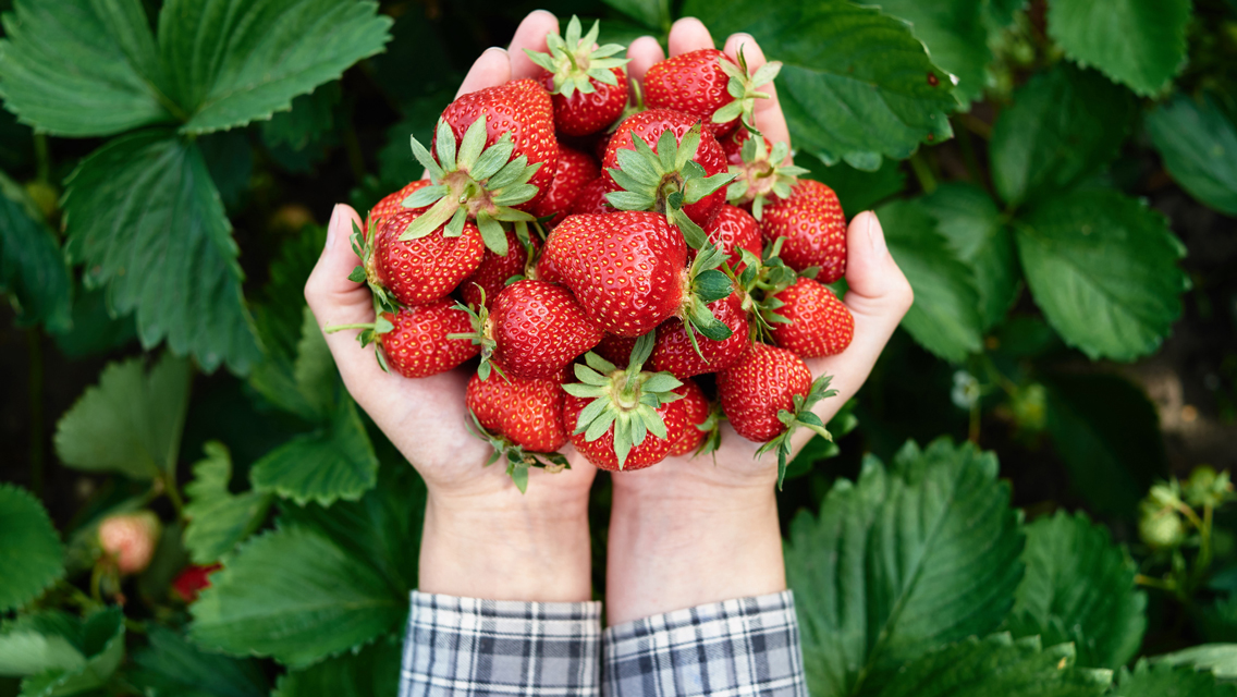 hands holding fresh strawberries