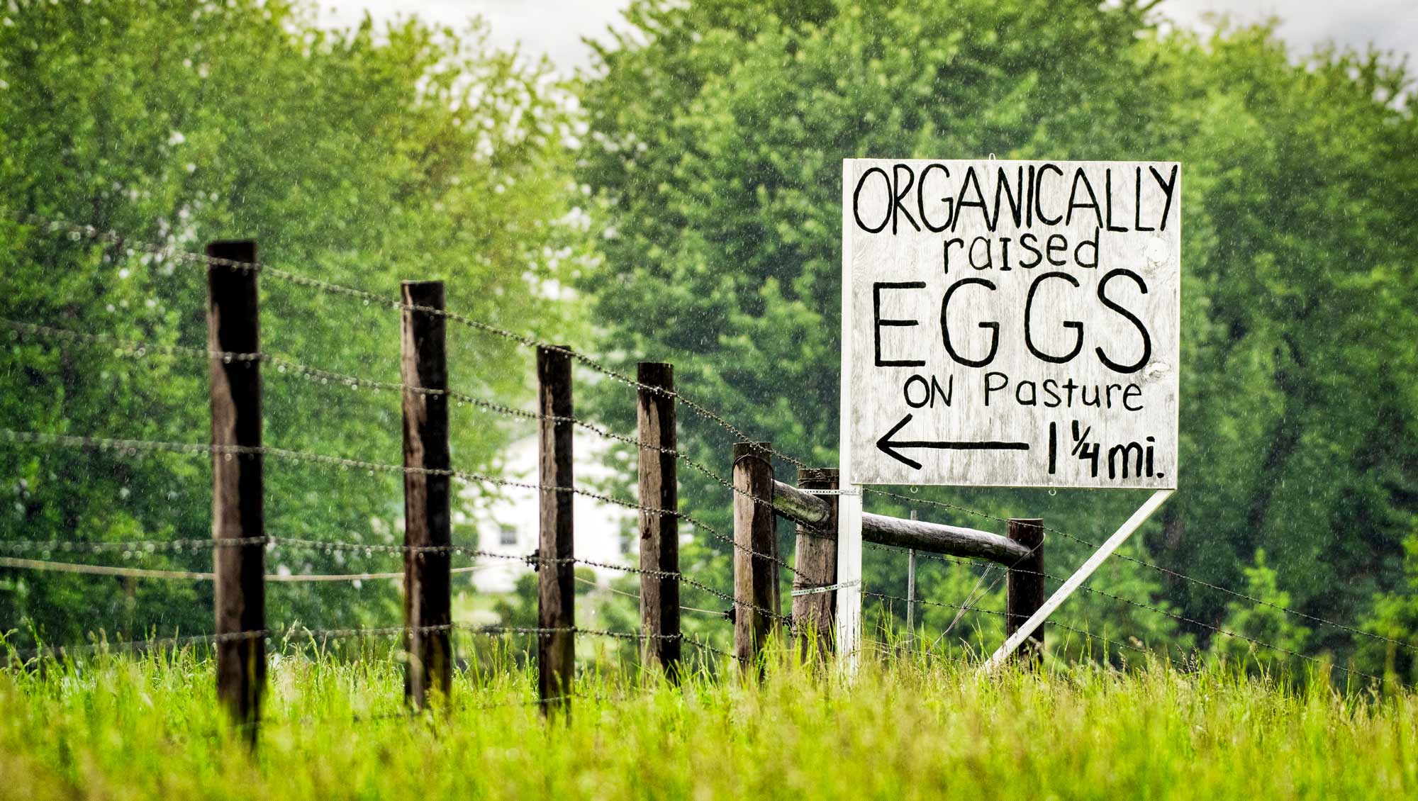 organically raised egg sign on side of road