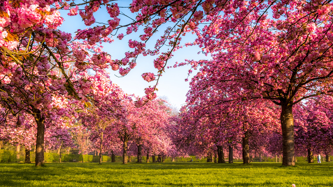 a grove of blooming cherry trees