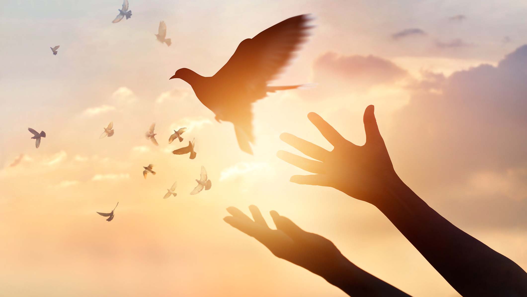 picture of forgiveness - hands releasing a bird
