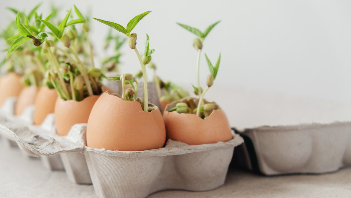 Herbs in an Eggshell