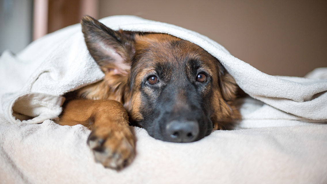 A sad dog hangs out on a bed underneath the covers.