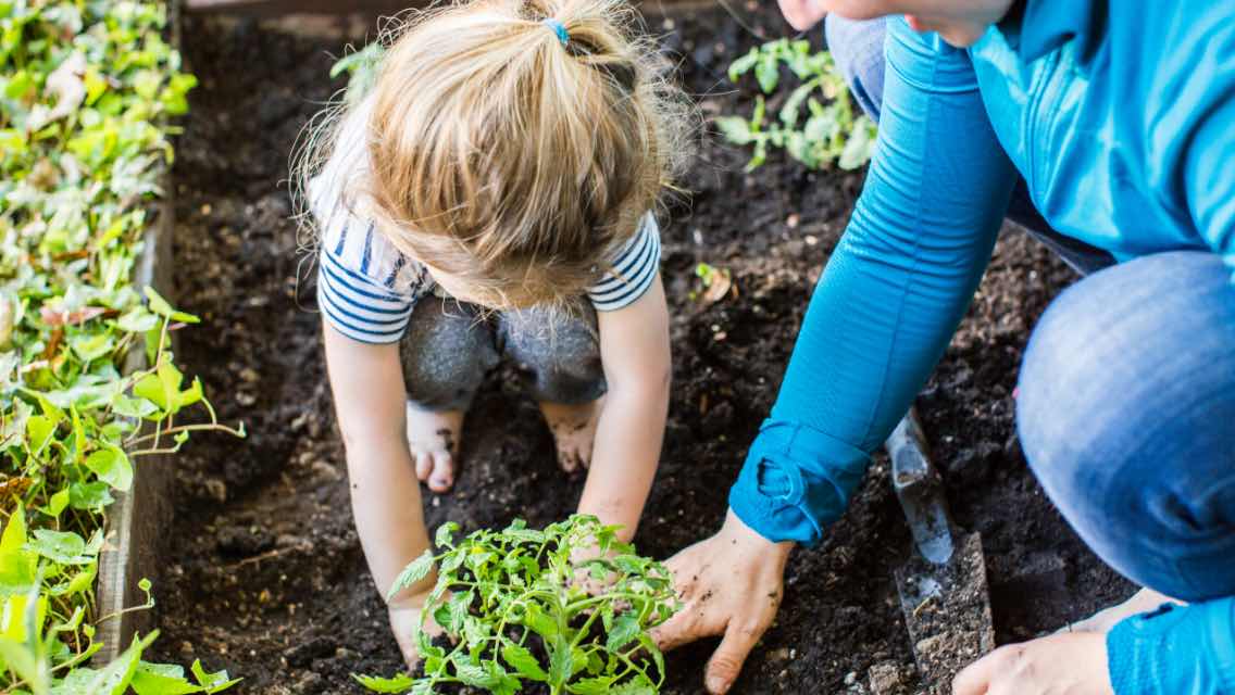 Parent and child gardening together.