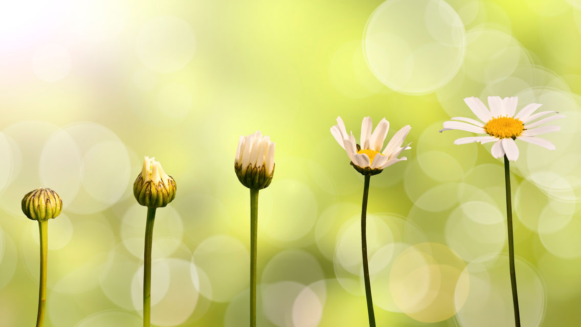 sequence of a daisy blooming