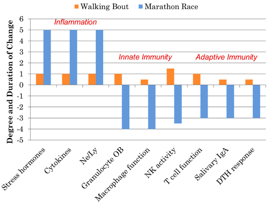 graph of effects of walking vs marathon racing on immune system