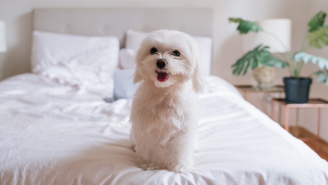 a cute white dog sitting on a bed