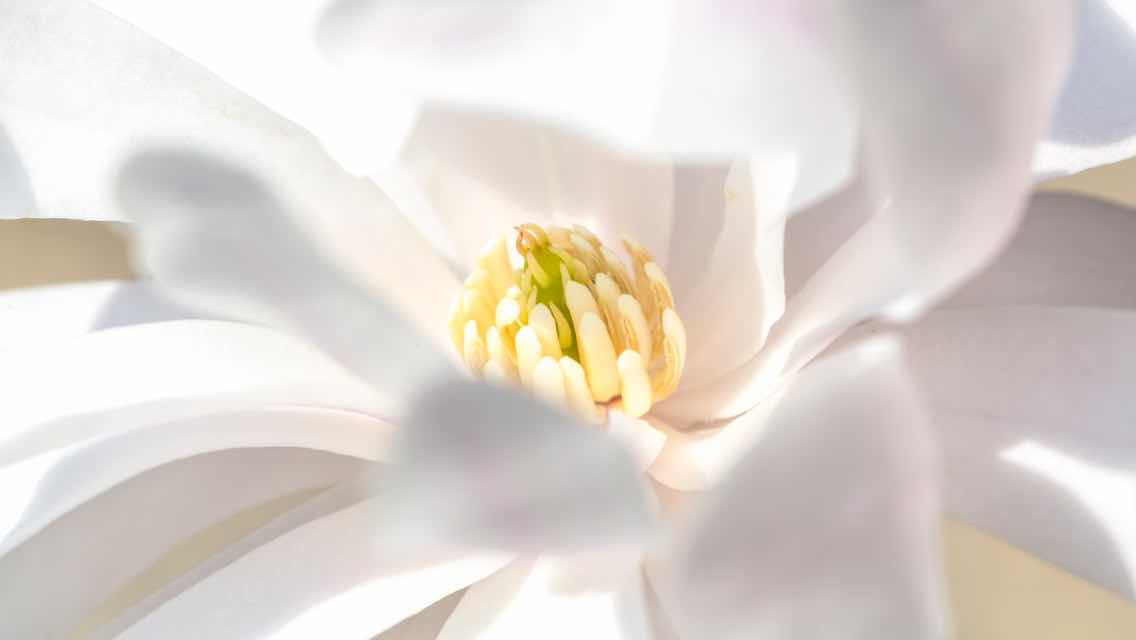 A close-up of a magnolia blossom.