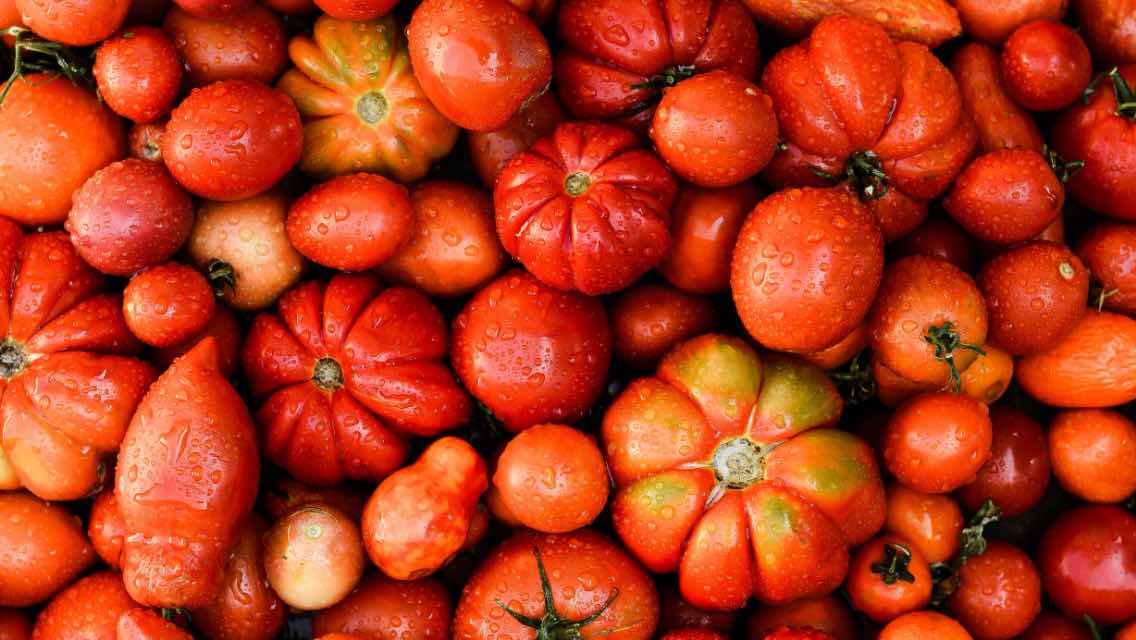 red tomatoes of various shapes and sizes
