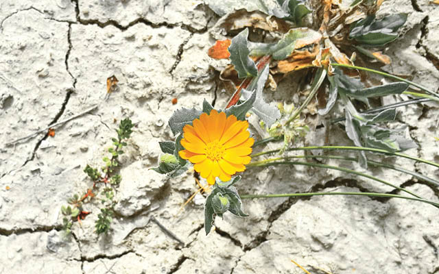 Flower growing in concrete