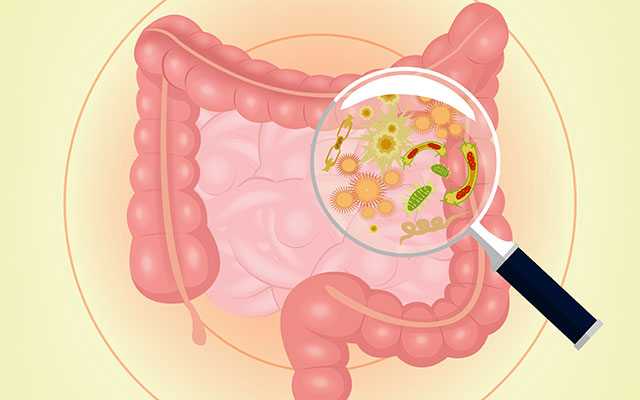 Bacteria-Growth-in-Gut