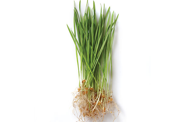Barley-Grass