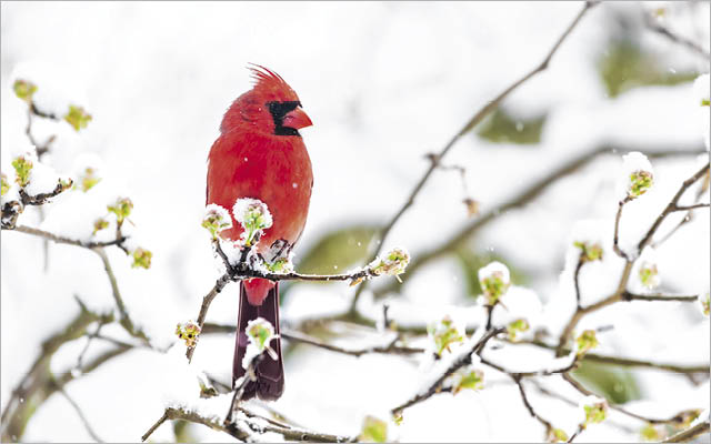 cardinal on snowy branch