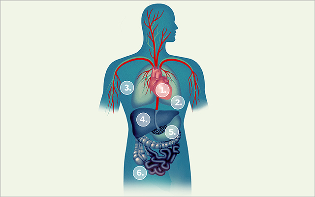 circulatory system illustration