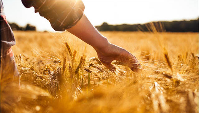 man's hand brushing against wheat