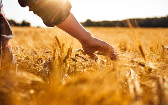 man's hand brushing against wheat