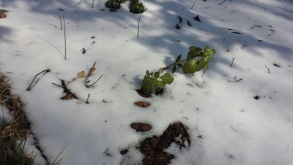 plants popping through snow