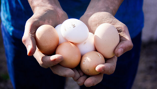 Eggs