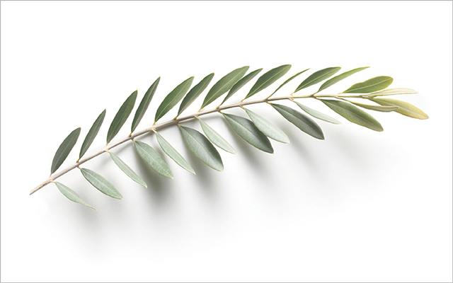 Olive leaf branch