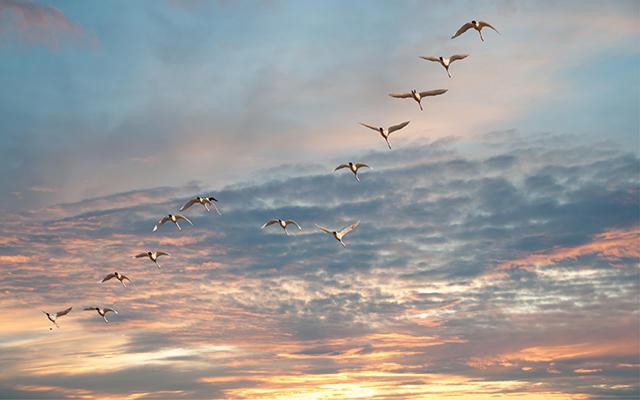 swans in flying in sunset