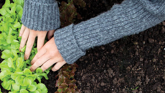 Person gardening