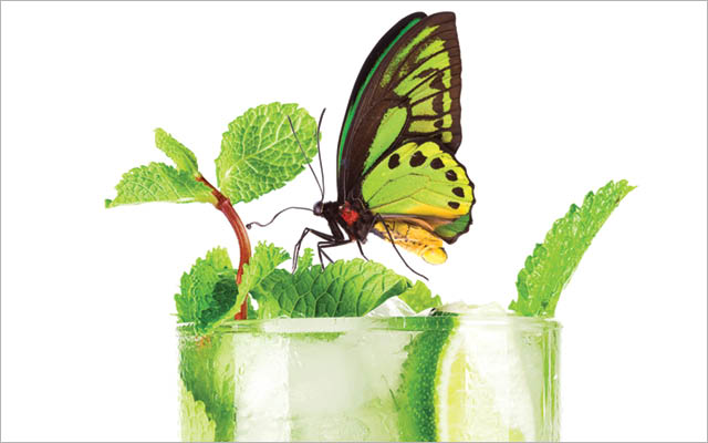 Butterfly on mint in drink