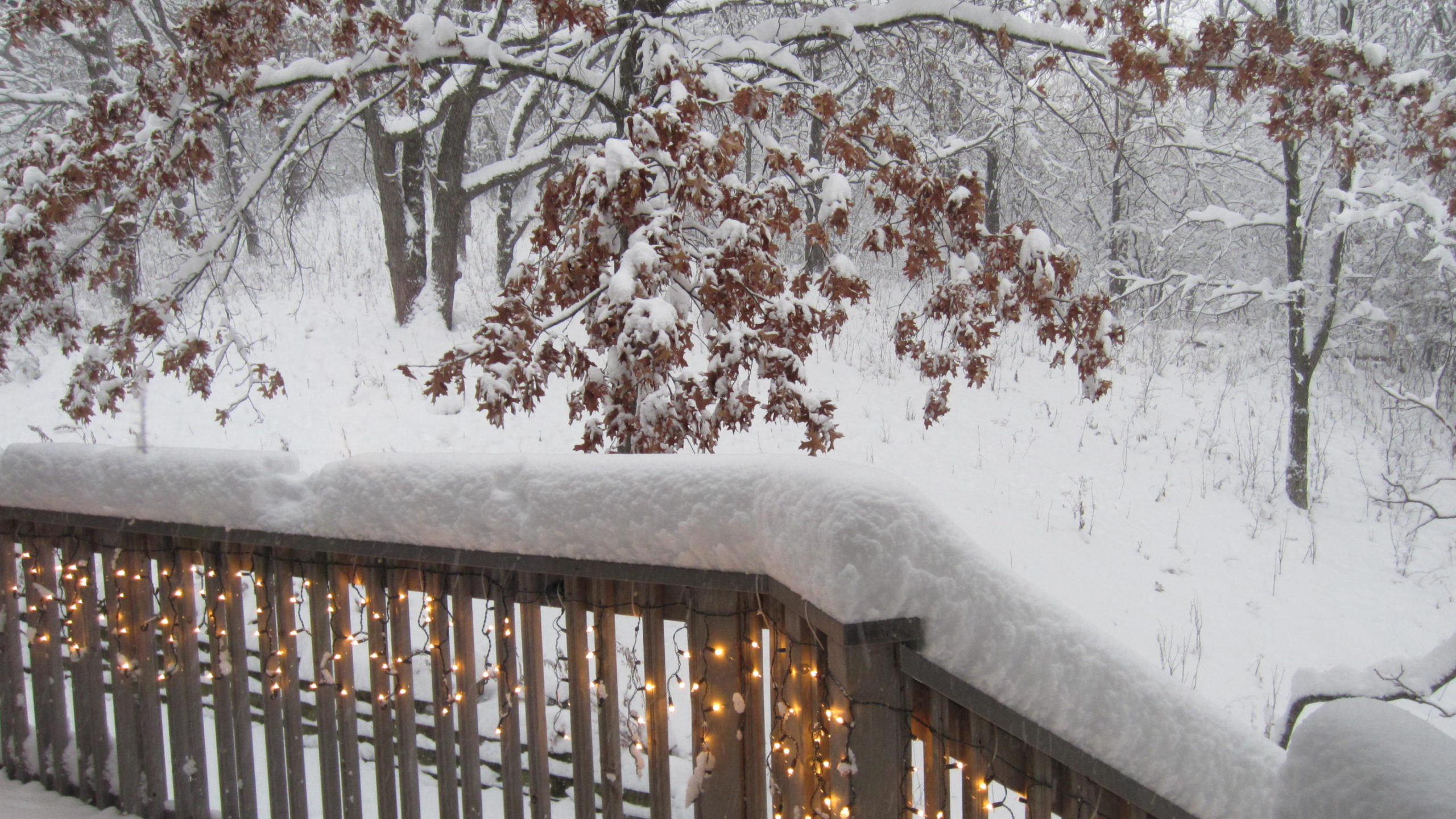 snowy deck and trees