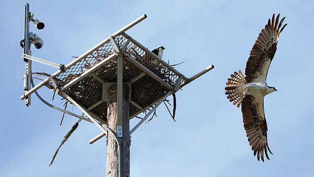 Bird conservation nest