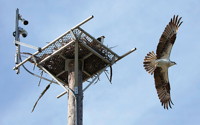 Bird conservation nest