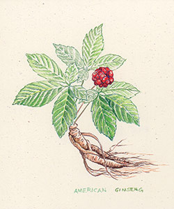 A healing herb named American Ginseng