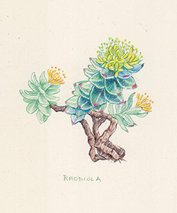 A healing herb named Rhodiola