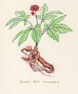 A healing herb named Asian Red Ginseng