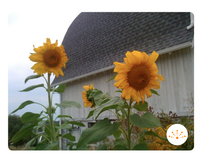 Two large sunflowers in front of a barn are shown.