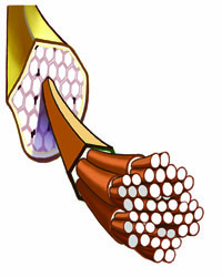 illustration of a healthy tendon