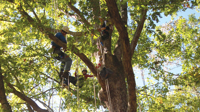 people climbing a tree
