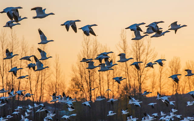 Geese flying south during sunset