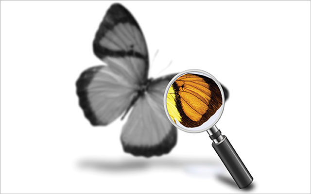 Mindsight Butterfly