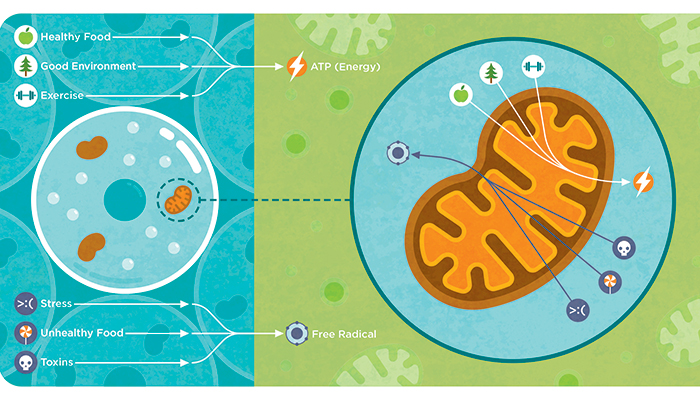 mitochondria infographic