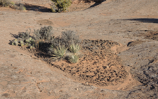 moab soils
