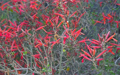 red wildflowers